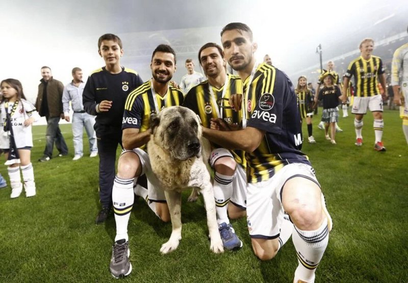 Ảnh Fenerbahce 53