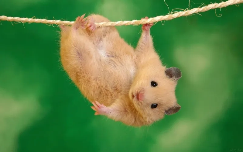 Hình chuột hamster meme là cách tuyệt vời để tạo niềm vui cho bạn bè.