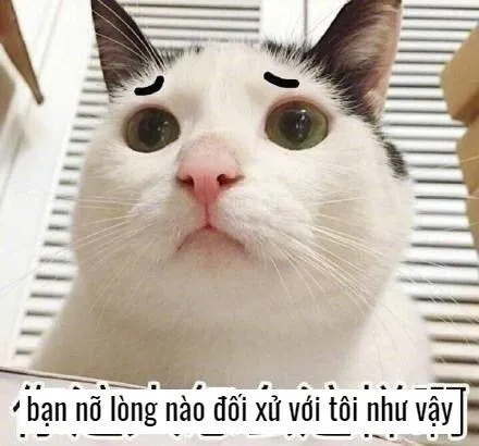 Tuyển tập mèo meme bựa bá đạo cho bạn thư giãn