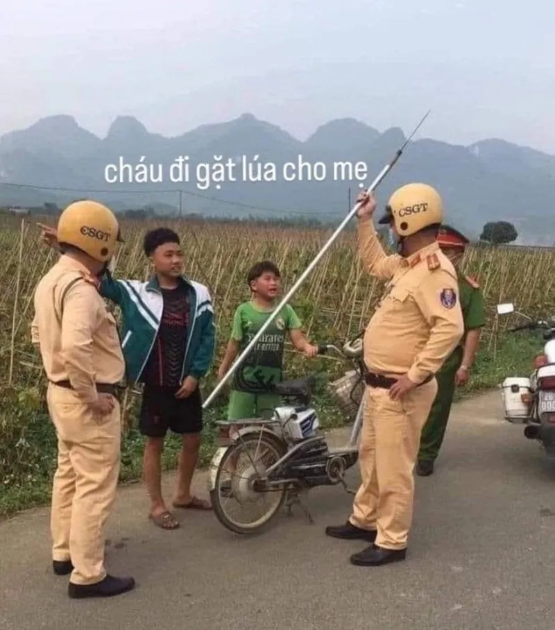 Xem ngay ảnh mèo meme bựa siêu dễ thương và dí dỏm