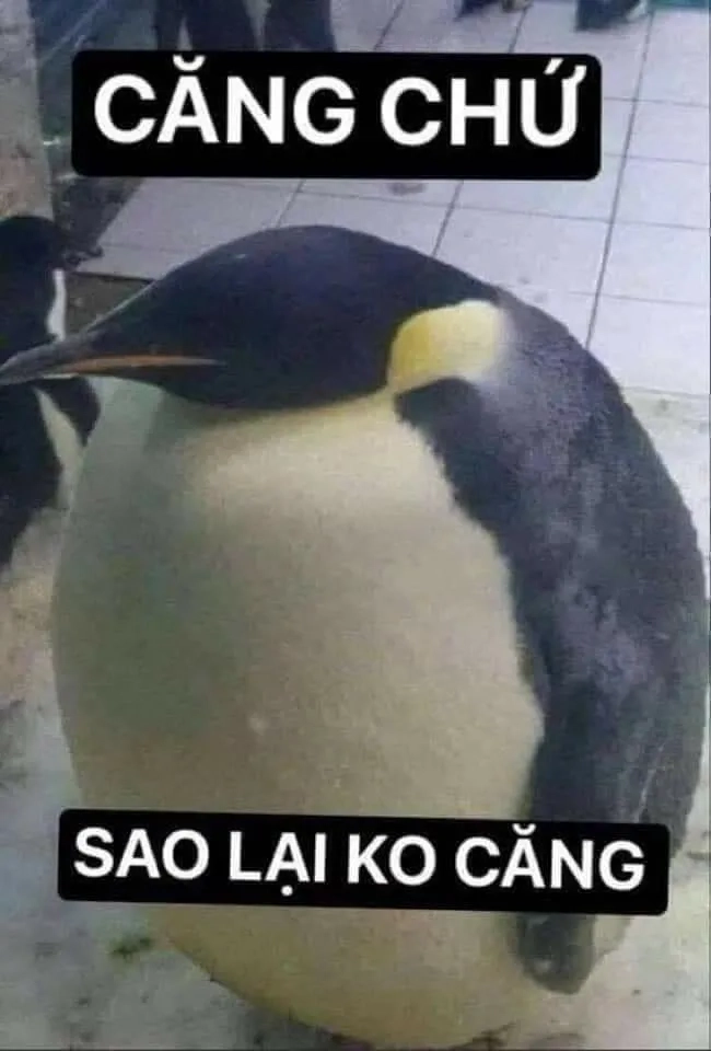 Chìm đắm trong sự dễ thương của bựa meme mèo cute