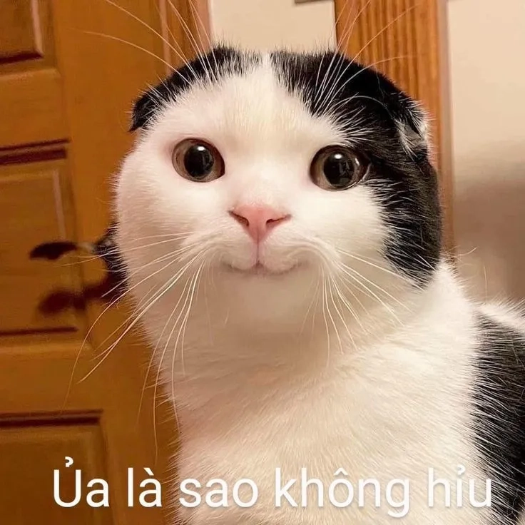 Cười xỉu với bộ sưu tập ảnh meme chó bựa siêu hài