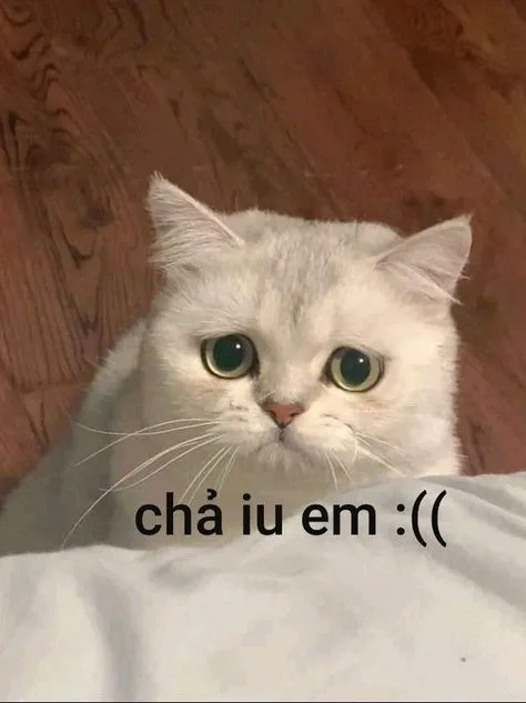 Thư giãn và giải trí cùng meme bựa hài chất lượng cao