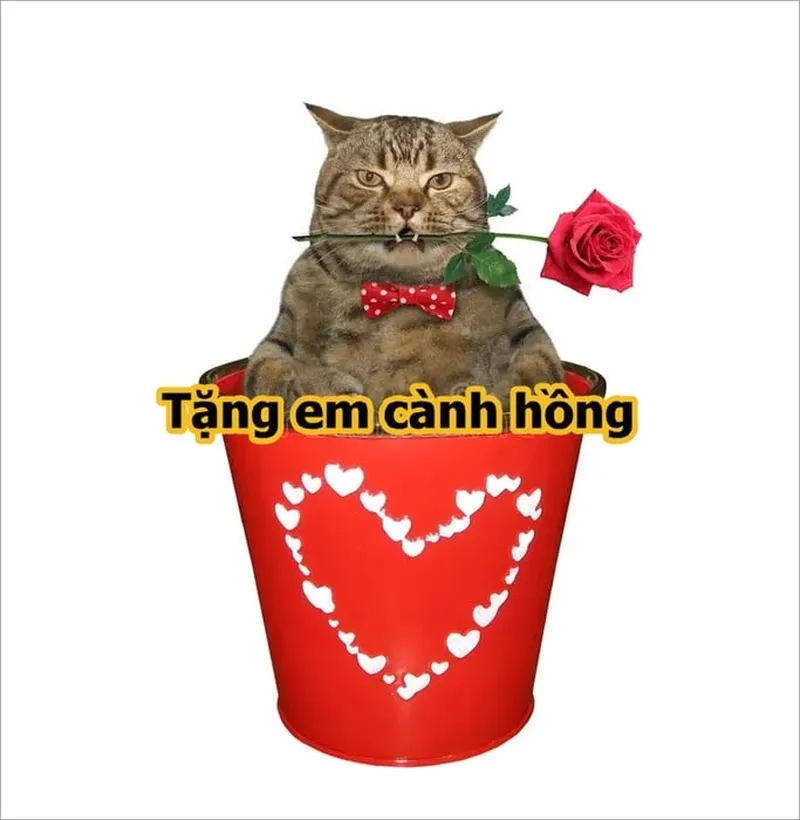 Mèo meme tặng quà thể hiện sự dễ thương khi mèo trao những món quà bất ngờ.