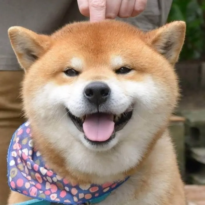 Dễ thương và ngầu với avatar chó shiba ngầu cho hồ sơ