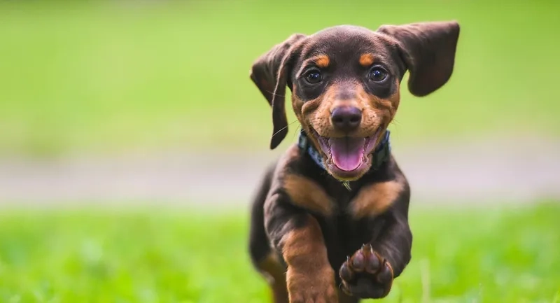 Dành cho bạn yêu thích hình nền chó pitbull ngầu