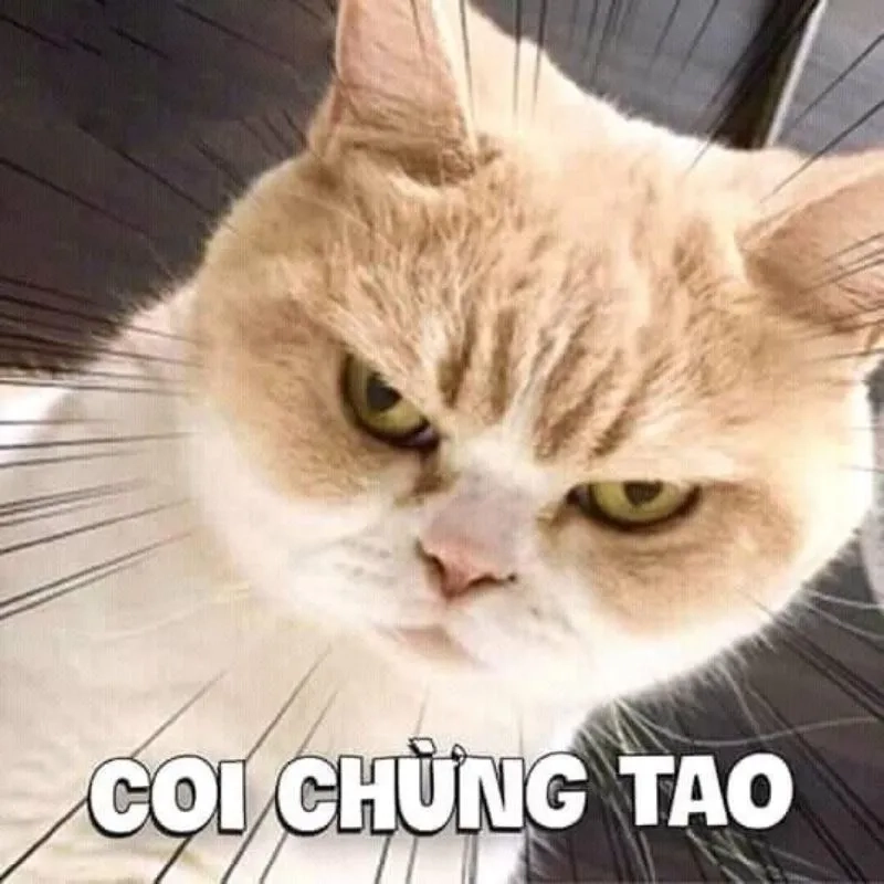 Khám phá nét độc đáo từ hình ảnh meme bựa