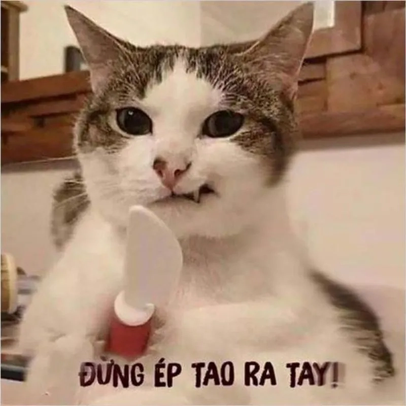 Khám phá những điều hay ho từ meme bựa nhất