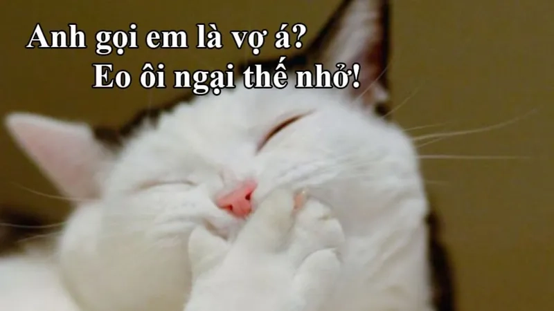 Đổi gió với avatar meme hài mèo cực cute