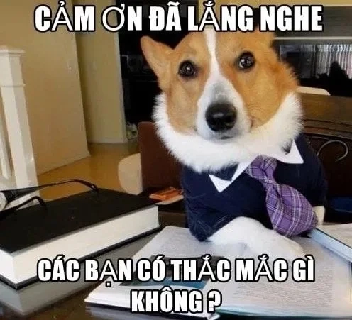 Meme con mèo cảm ơn là lời tri ân nhẹ nhàng từ loài mèo