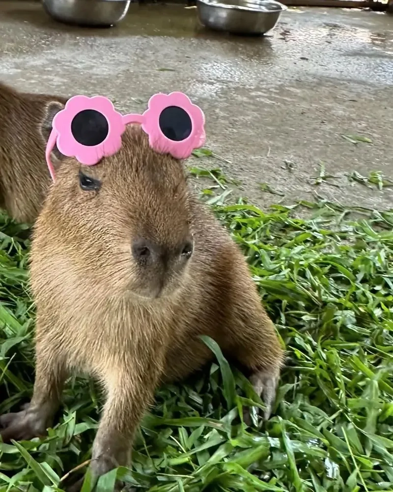 Độc đáo với capybara eating watermelon meme thú vị.