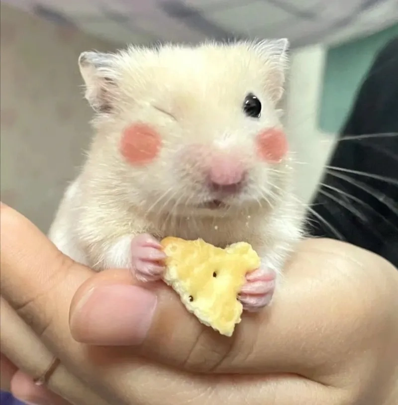 Meme ảnh chuột hamster hài hước đem lại tiếng cười không ngừng với những chú chuột đáng yêu.