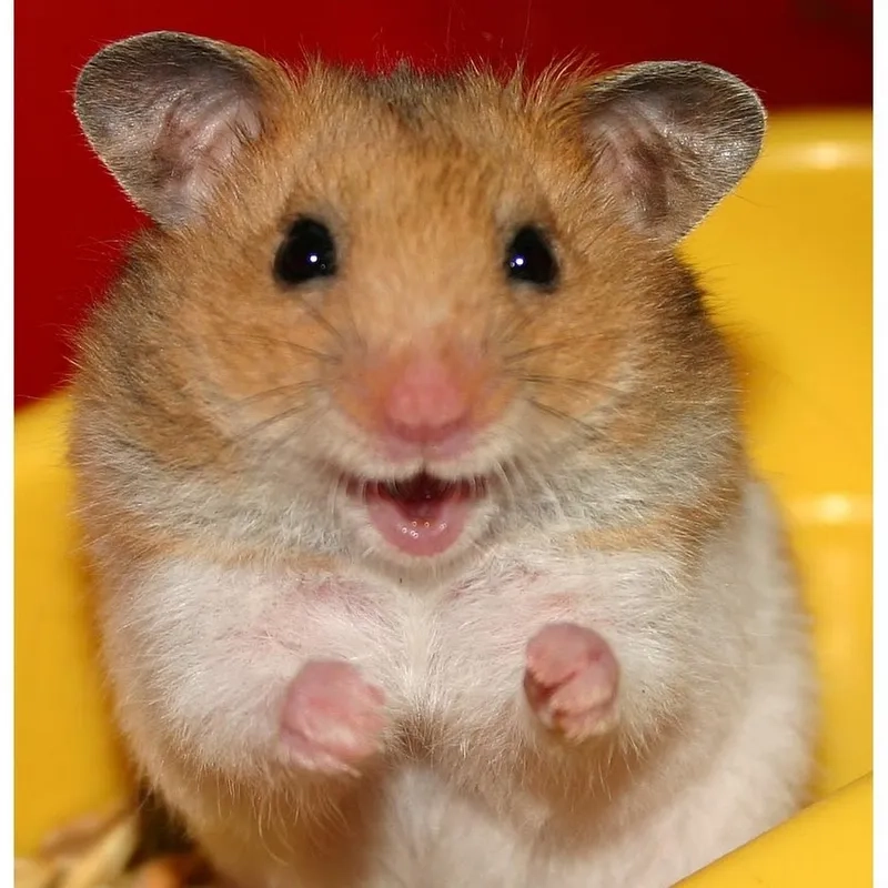 Meme chuột hamster cute làm cho mỗi khoảnh khắc trở nên ngọt ngào và dễ thương.