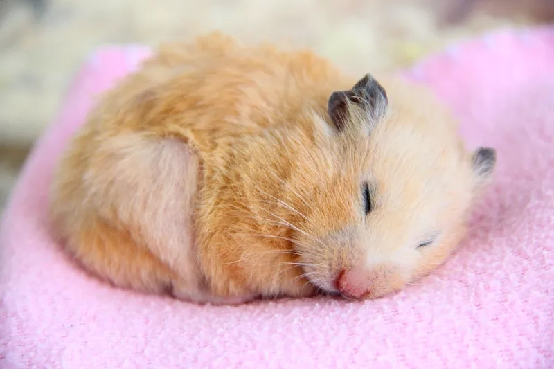 Hình ảnh chuột hamster meme thể hiện sự đáng yêu và hài hước của những chú chuột nhỏ.