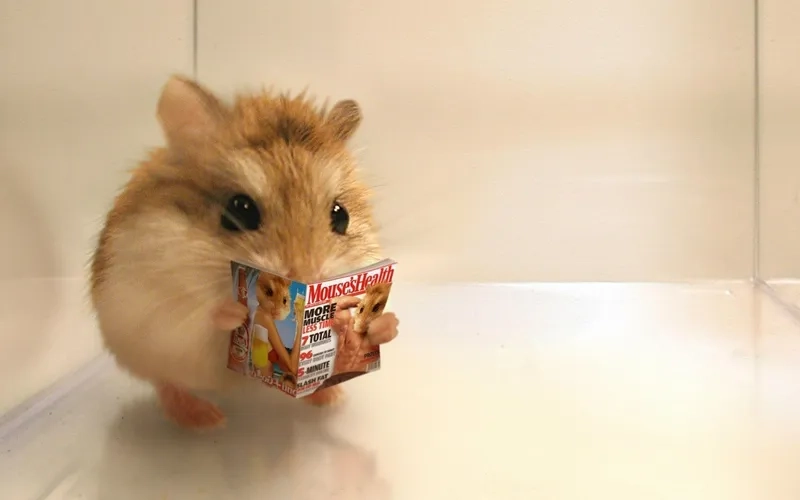 Ảnh chuột hamster cute meme đem lại sự dễ thương tuyệt đối từ những chú chuột nhỏ.