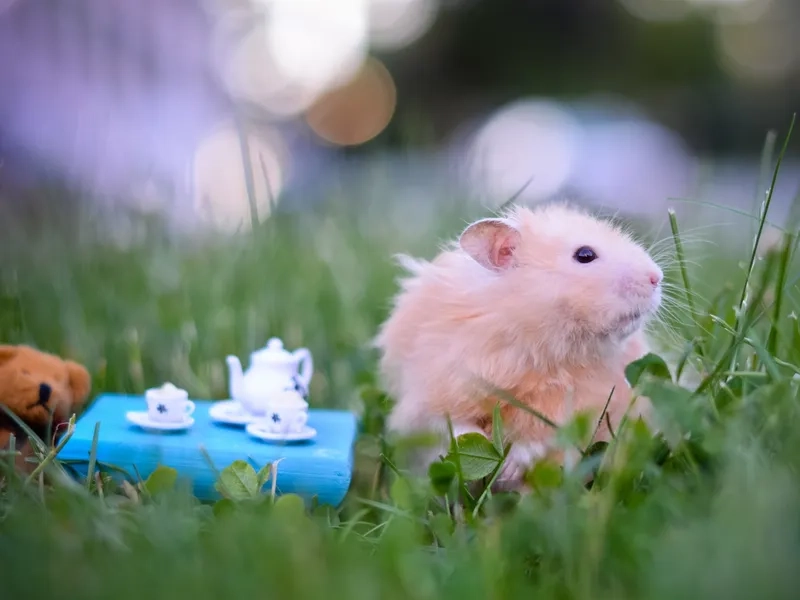 Meme ảnh chuột hamster bựa tạo ra những khoảnh khắc hài hước đầy bất ngờ.