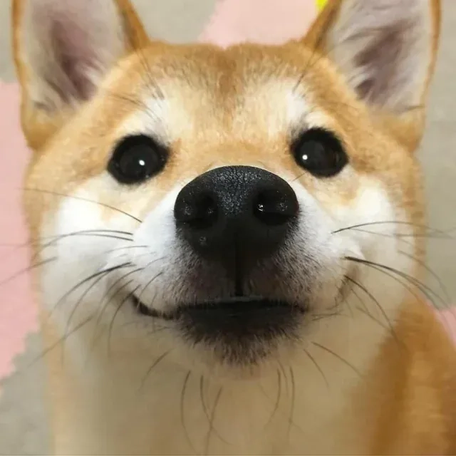 Meme shiba inu siêu ngộ nghĩnh, tạo tiếng cười mọi lúc.