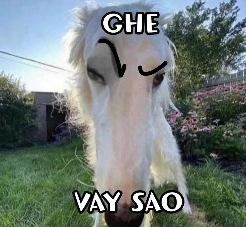 Chỉ có thể là meme bựa nhất mới khiến bạn cười nghiêng ngả