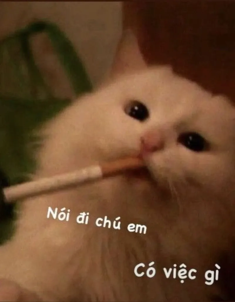 Bổ sung năng lượng tích cực với vui nhộn meme gấu trúc bựa weibo