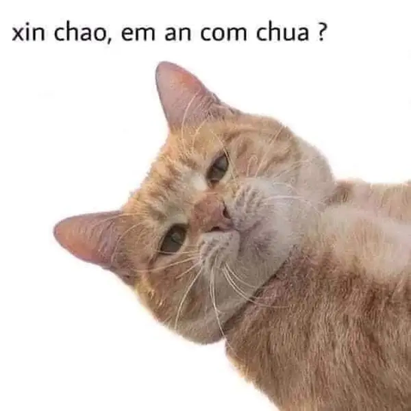 Meme xin chào cute dành cho bạn