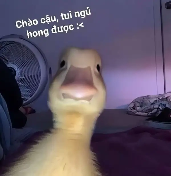 Mèo meme chào cờ siêu thú vị
