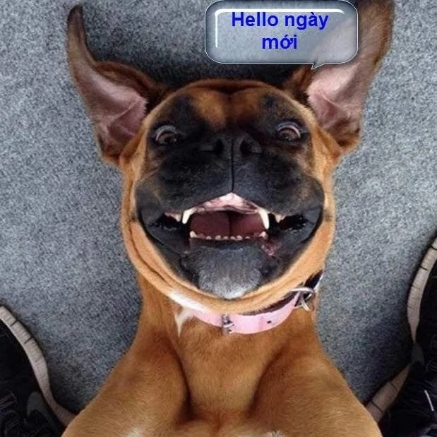 Meme chào mừng đặc biệt cực hài hước