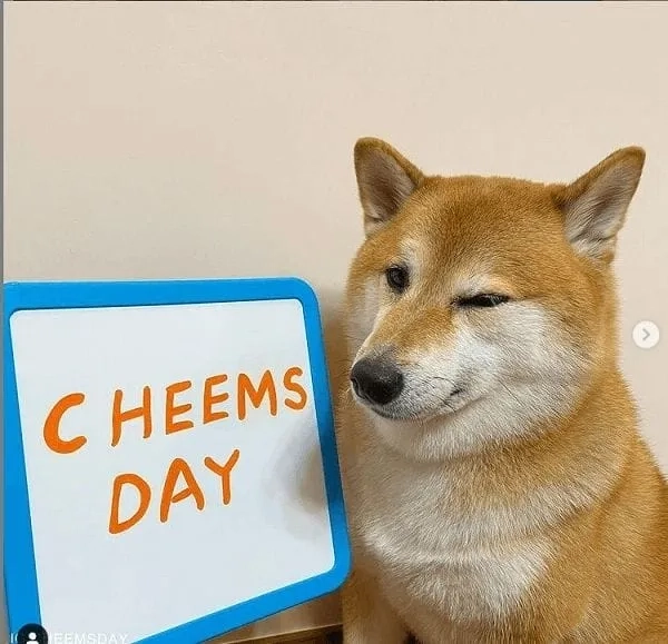 Cười sảng khoái với doge meme cheems