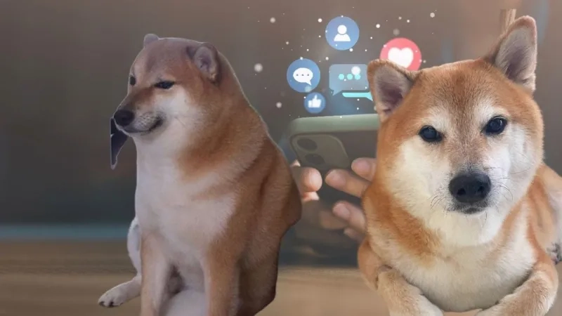 Meme shiba bonk độc đáo, làm nổi bật sự hài hước.