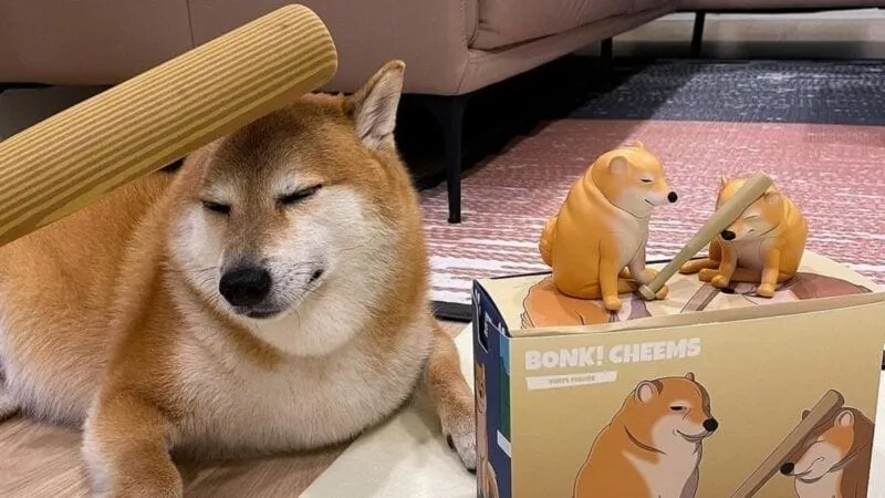 Chó shiba cười meme là lựa chọn hoàn hảo để giải trí.