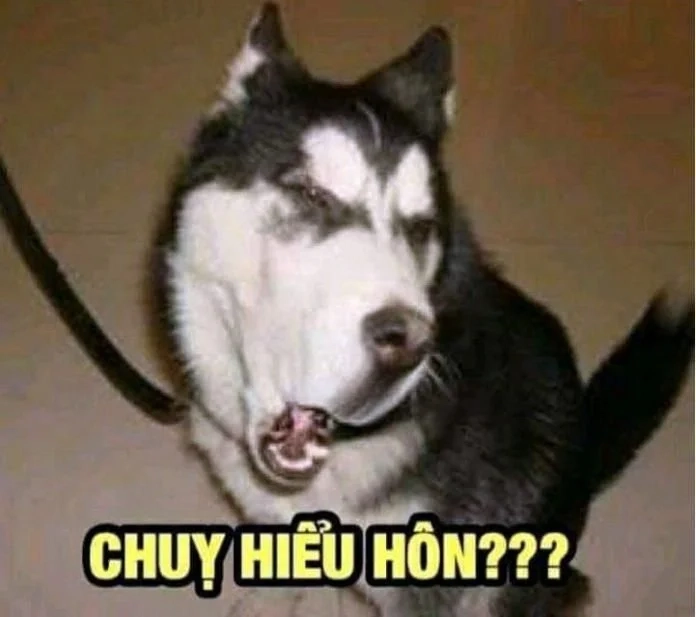 Tải ngay hình nền chó mèo cute đẹp