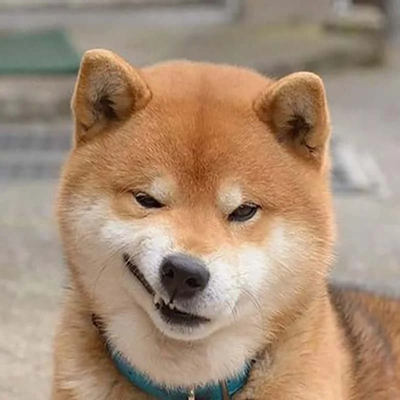 Chó shiba hoạt hình đáng yêu mê ly