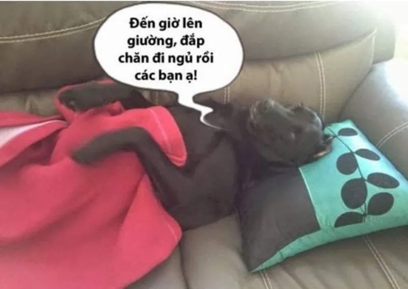 Vui vẻ trước khi ngủ cùng meme ngủ ngon hài