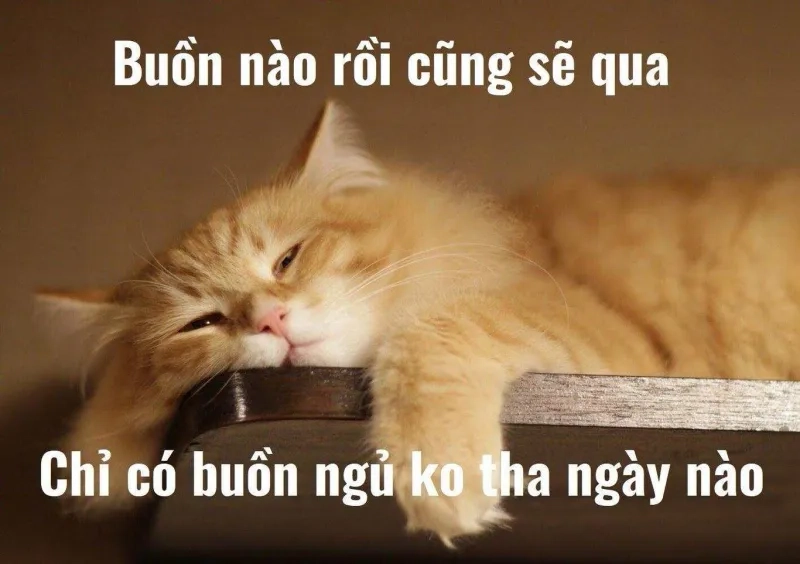 Đáng yêu với hình ảnh meme mèo ngủ ngon