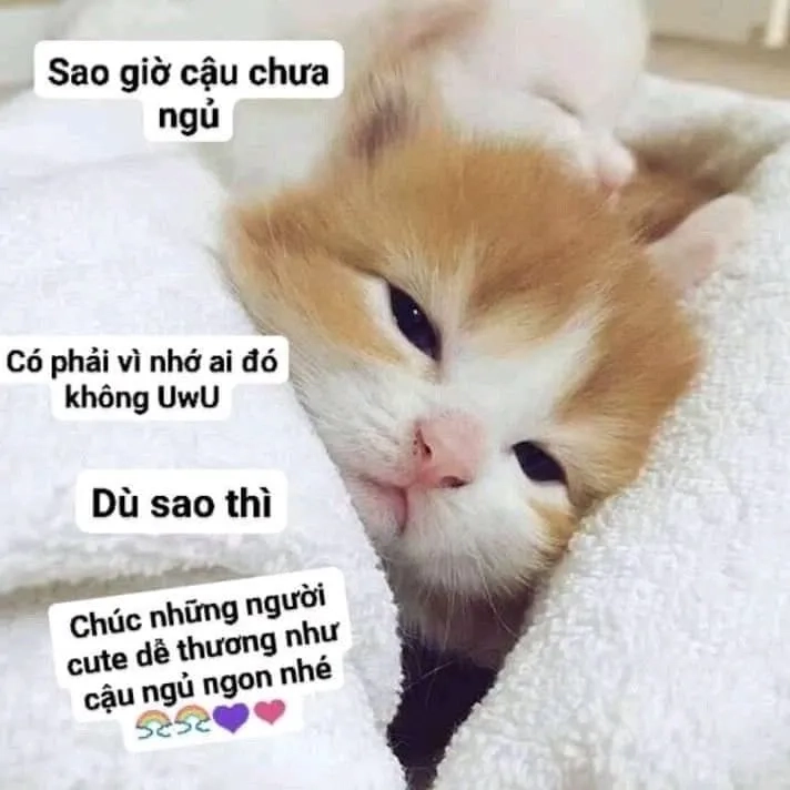 Chia sẻ niềm vui qua mèo ngủ meme dễ thương