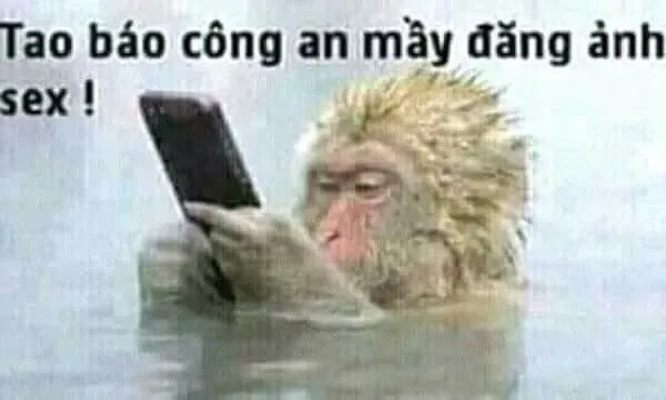 Meme mèo công an dễ thương không thể bỏ qua