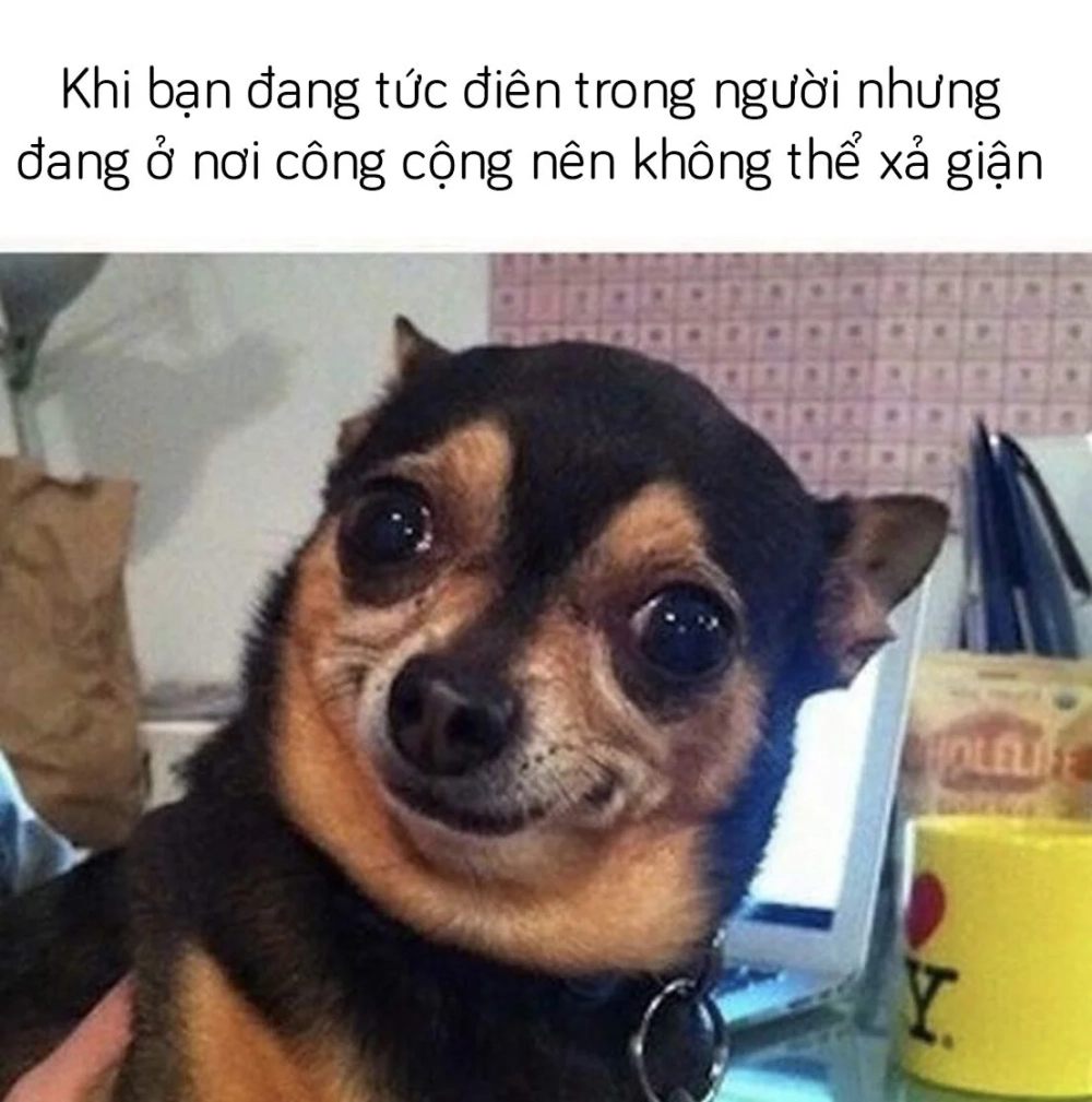 Hài hước không tưởng với ảnh mèo cười meme