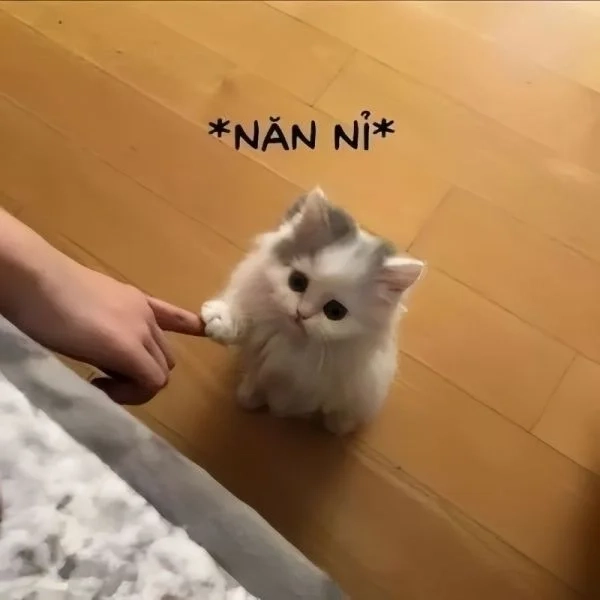 Gửi lời chúc đáng yêu qua meme chúc mừng sinh nhật cute