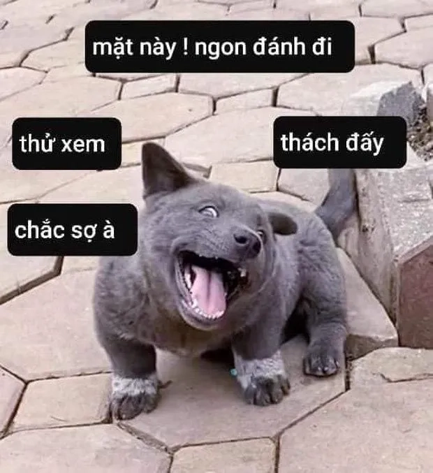 Meme chó mèo đánh nhau cực kỳ dễ thương và vui nhộn