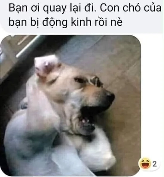 Phát cuồng với Doge bonk meme siêu hài hước