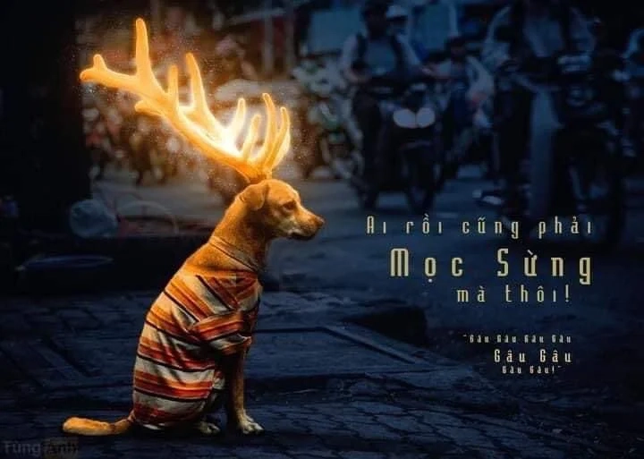 Biểu cảm buồn bã với sad dog meme