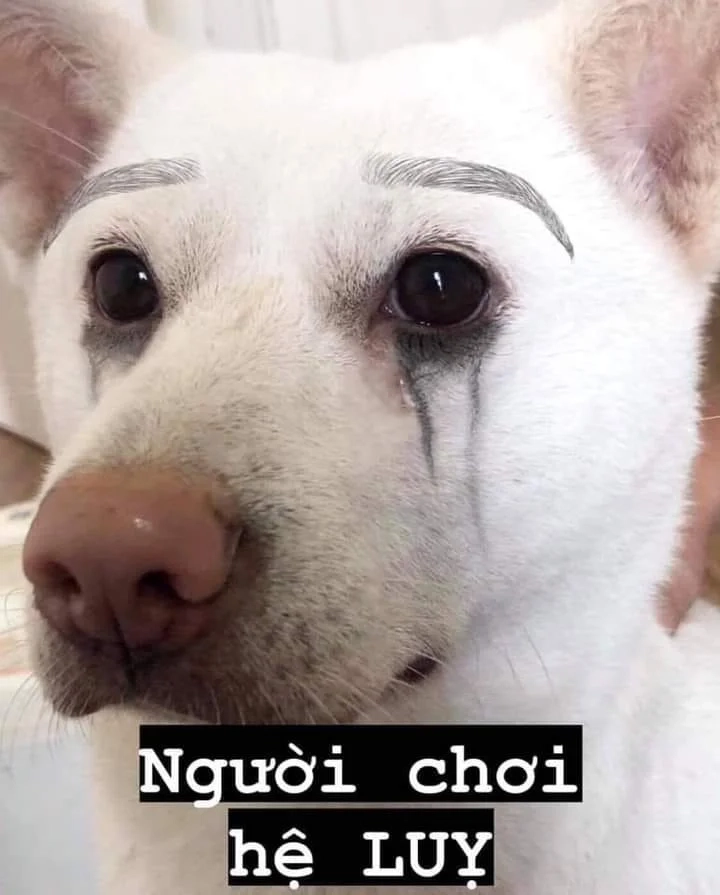 Tươi vui với smile dog meme độc đáo