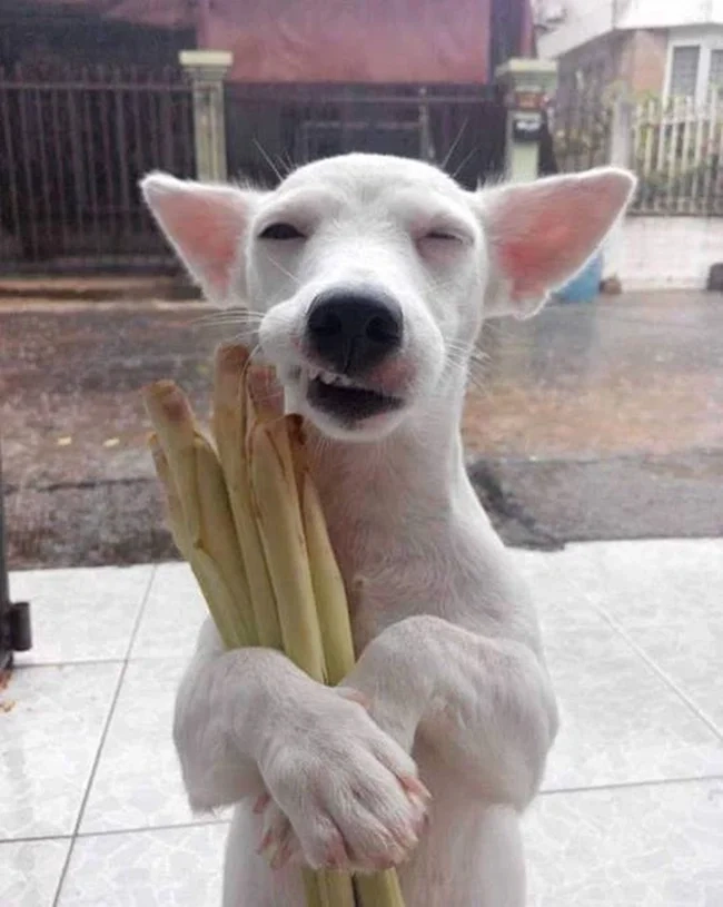 Rực rỡ ngày mới với dog smiling meme