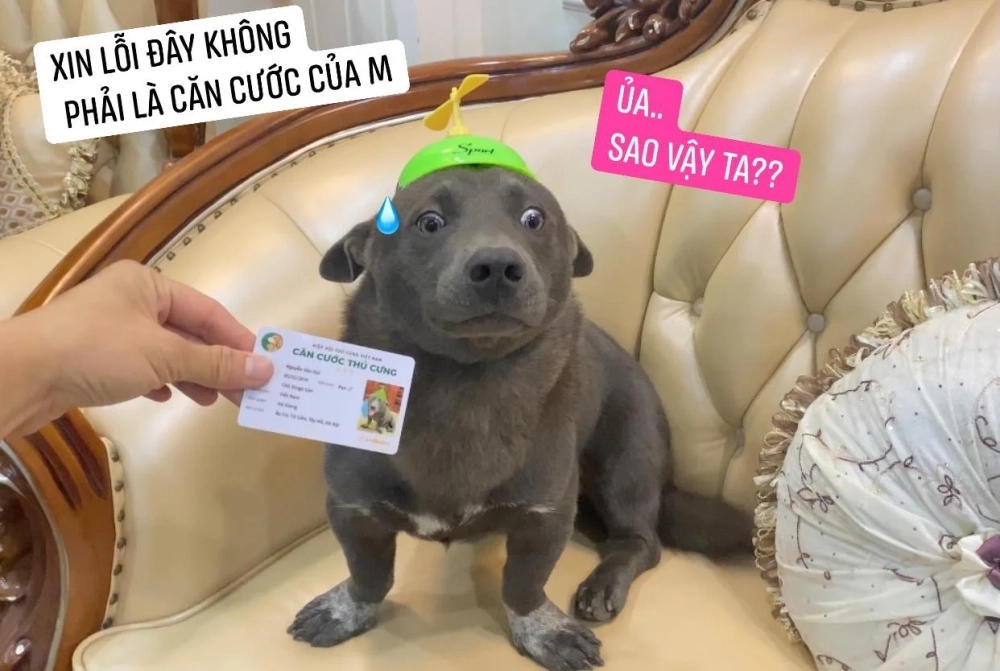 Vui nhộn mọi lúc với meme Dogs chất lừ