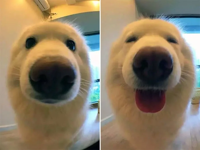 Đổi mới phong cách với avatar Dog meme