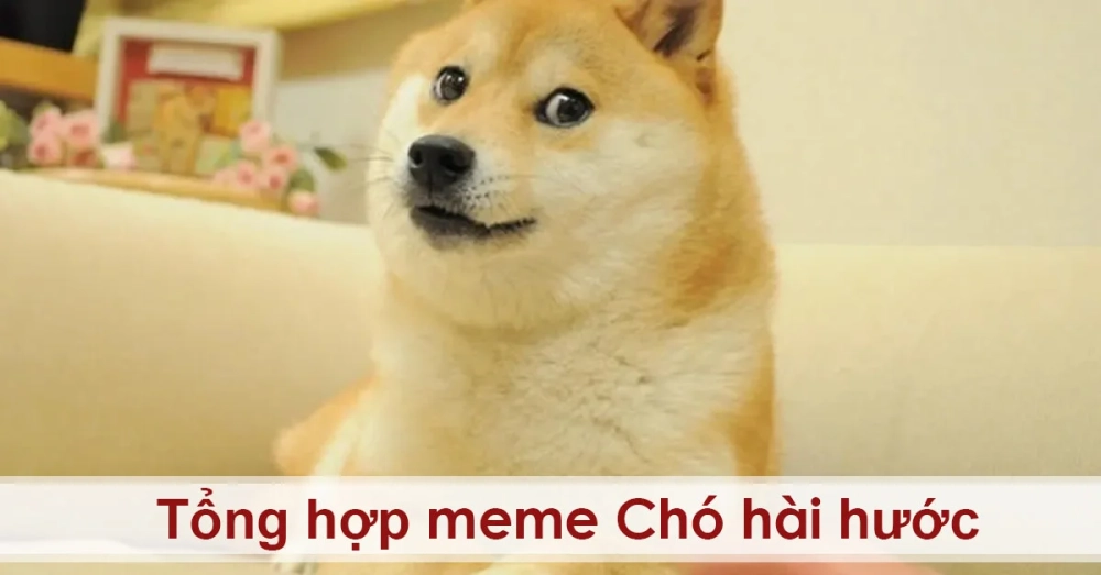 Thư giãn với Dog sleep meme đáng yêu