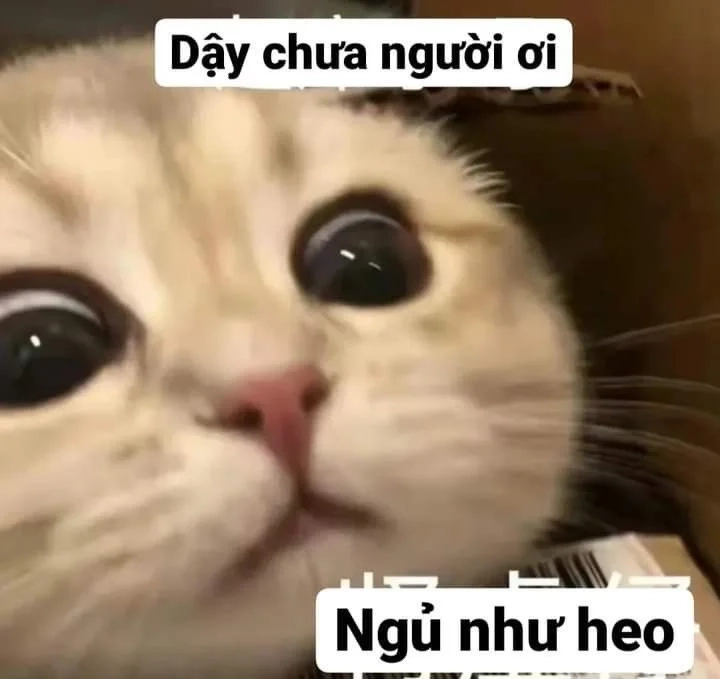 Mèo meme dỗi với biểu cảm cực đáng yêu