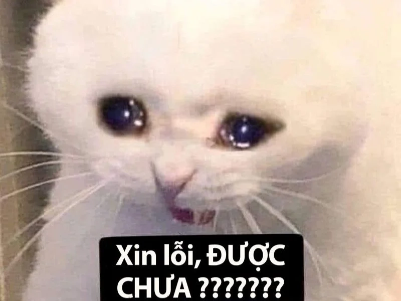 Meme bớt giận khiến người xem bật cười thoải mái