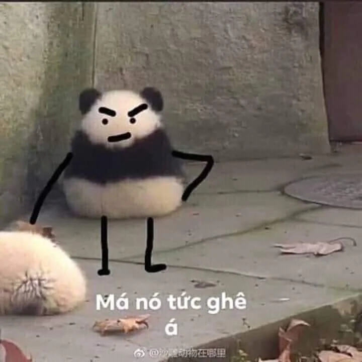 Dỗi meme mèo khiến người xem thích thú mãi không thôi