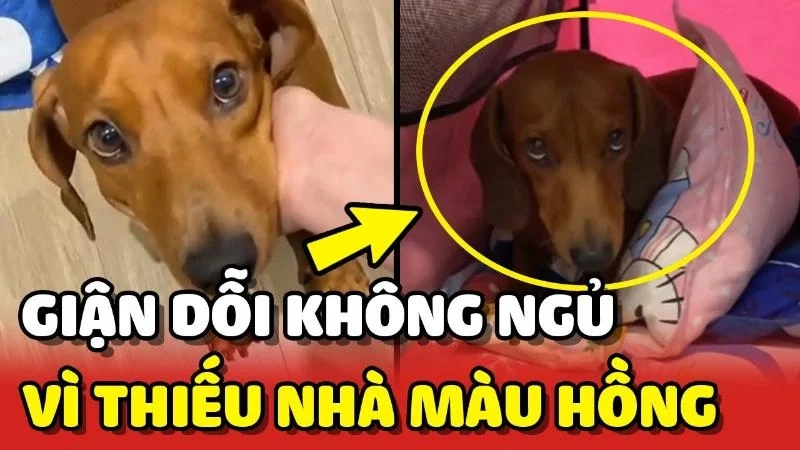 Meme giận người yêu giúp bạn giải tỏa căng thẳng