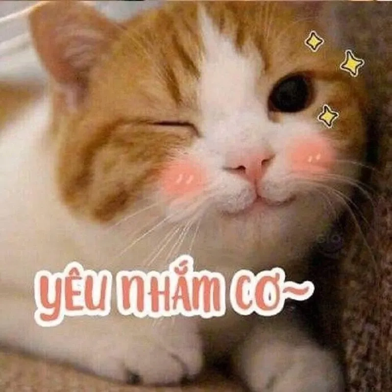 Ảnh meme haha tạo ra niềm vui bất ngờ với những tình huống cực kỳ hài hước.